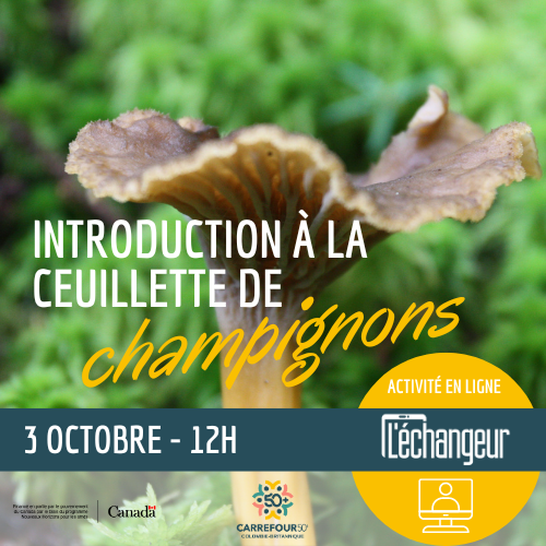 Introduction à la cueillette de champignons sauvages en Colombie-Britannique